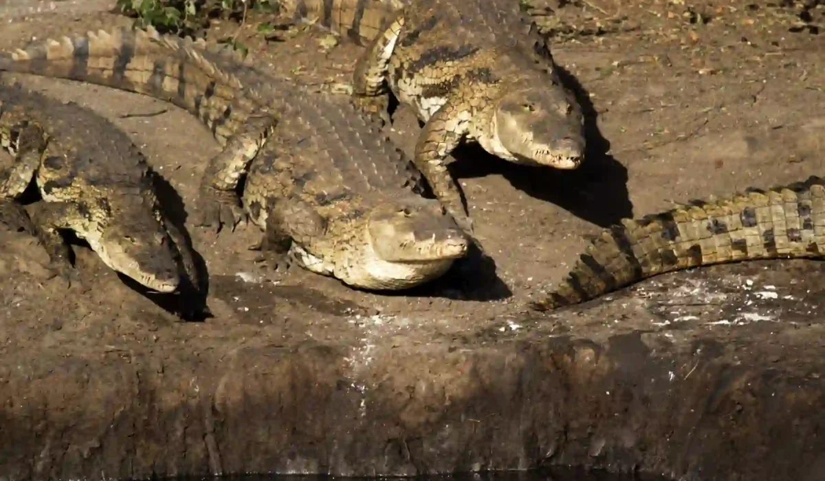 Crocodile having rast sundarban tour with gangchil