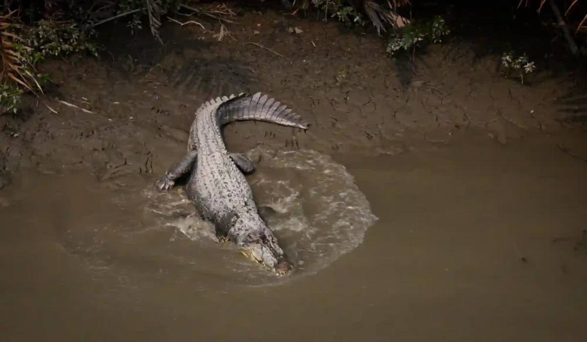 Crocodile sundarban tour gangchil