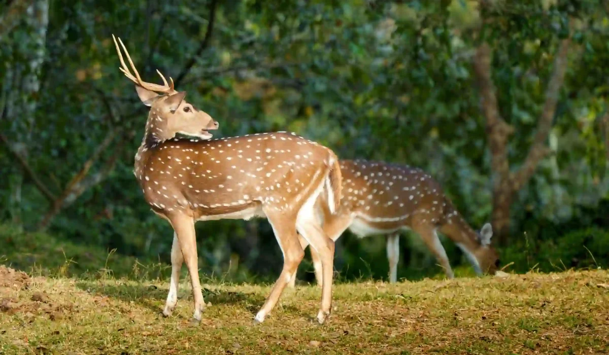 Deer sundarban tour gangchil