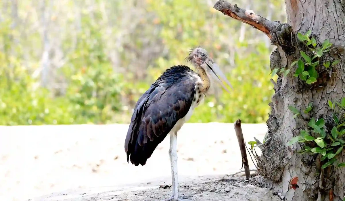 Greater Adjutant Stork in sundarban tour with gangchil