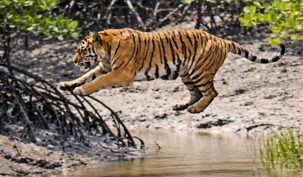 Jump of royal bengla tiger sundarban tour with gangchil