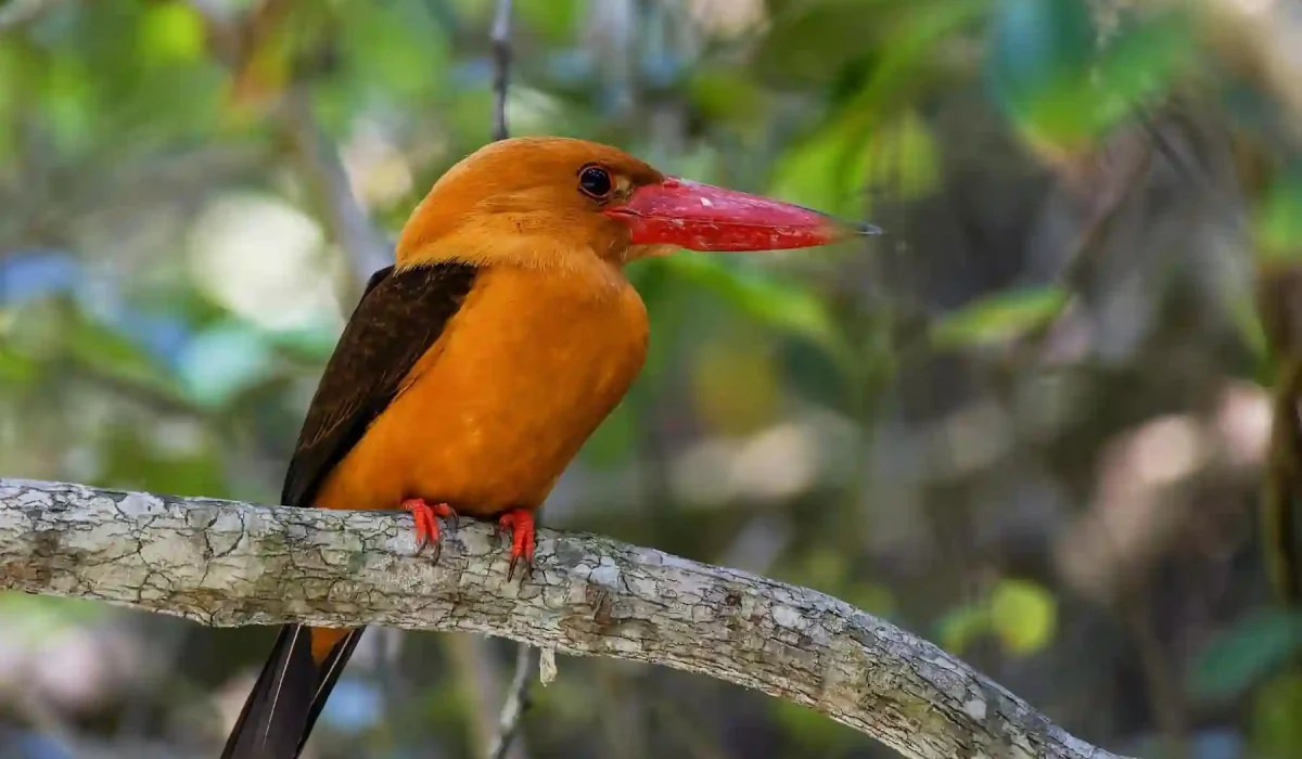 Kingfisher in sundarban tour with gangchil