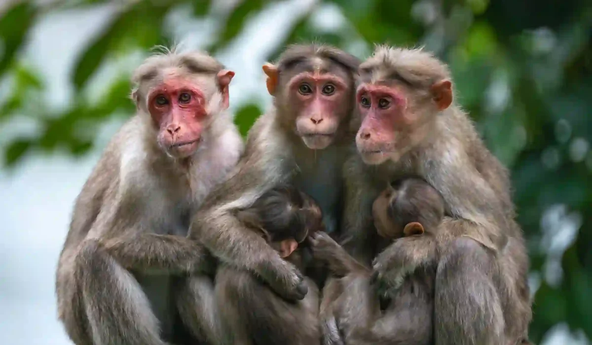 Monkey with their baby sundarban tour gangchil
