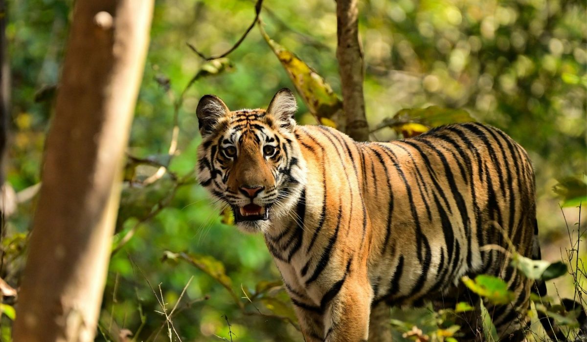 Royal bengal tiger in jungle sundarban tour gangchil