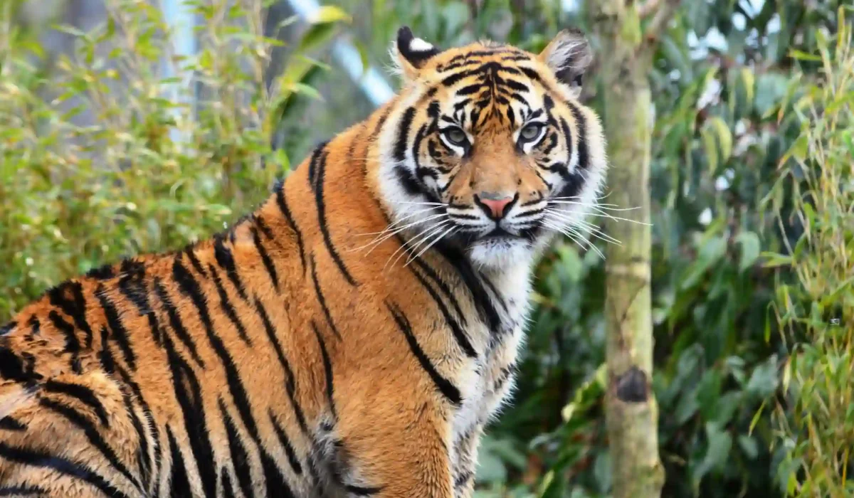 Royal bengal tiger sundarban tour gangchil