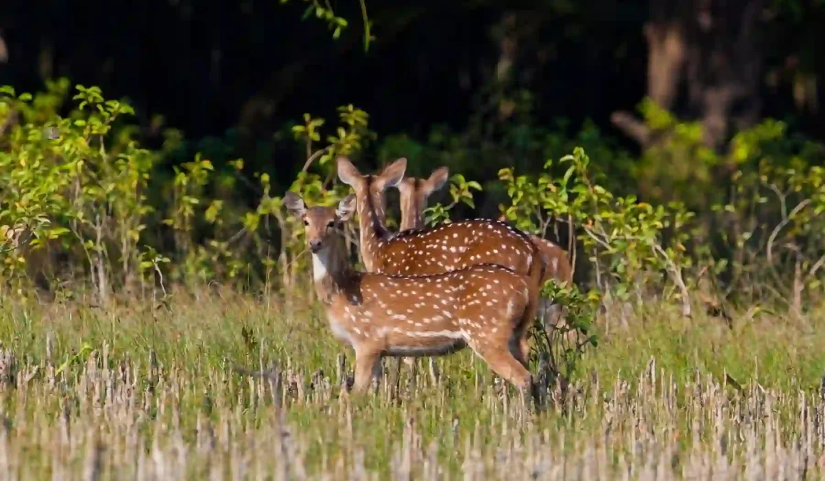 three deer togather sundarban tour with gangchil
